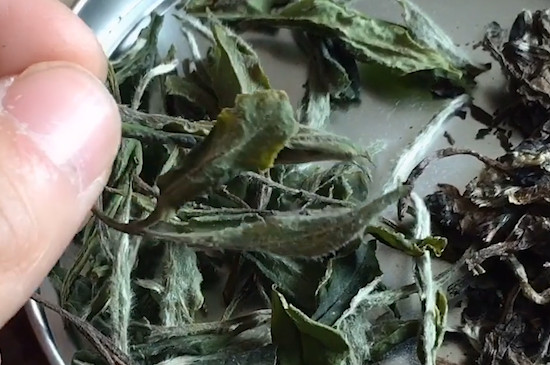 白茶是什麼茶?有哪些品種