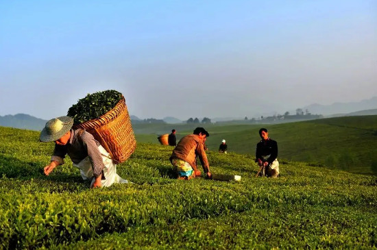 贵州茶叶产地在哪里