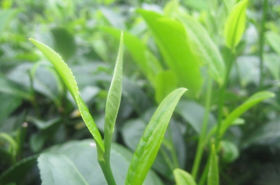 最好的茶叶多少钱一斤，好一点的茶叶一般都什么价格