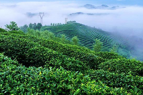 中國的十大名茶是什麼