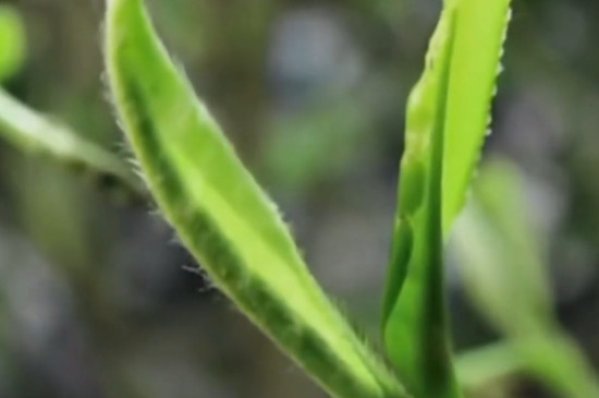 枸杞芽茶屬於什麼茶