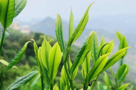 鳳凰單樅茶頭是什麼，鳳凰單樅的口感和特點