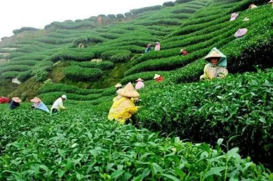 批发茶叶利润有多大