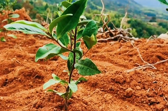 龍井茶樹的種植方法