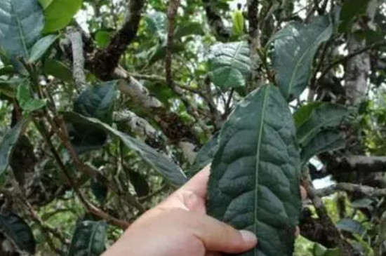 倚邦大黑山普洱茶特點