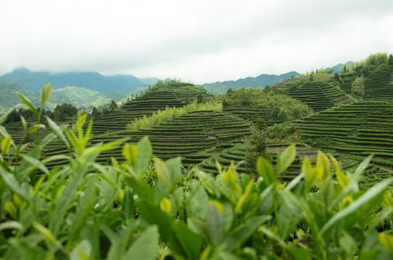 福建白茶產地哪裡的最正宗，福建產白茶哪個地方最好的?