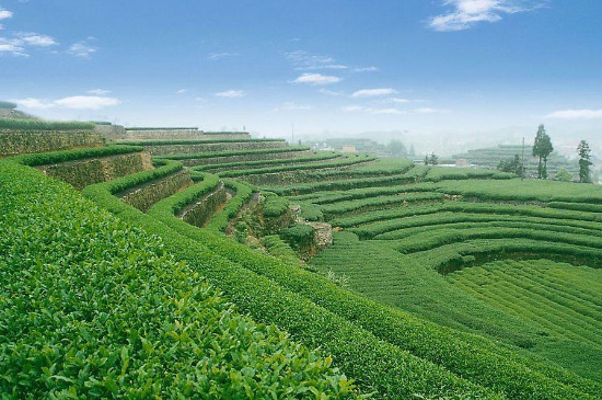 生態大樹茶是什麼意思