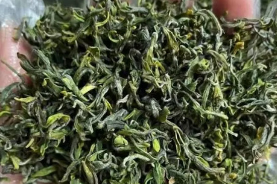 日照綠茶怎麼樣