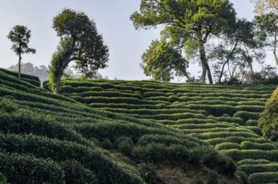 群體種茶樹是什麼意思