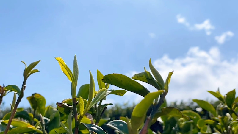 安吉白茶的香气与口感