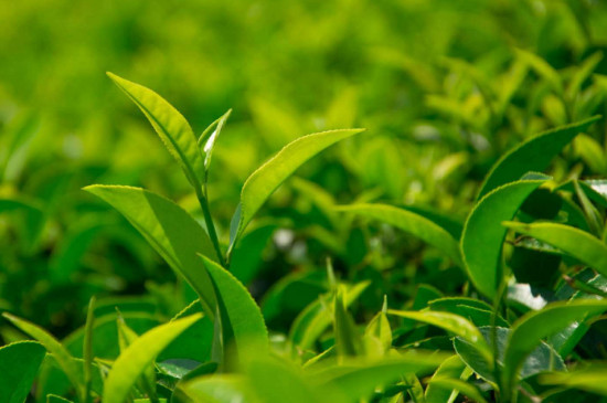 喝紅茶和綠茶哪個對身體好，綠茶和紅茶哪個更健康