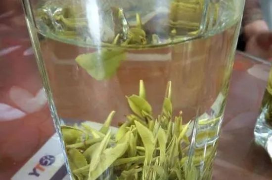 霍山黃芽茶屬於什麼茶