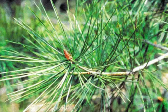 松針茶葉多少錢一斤