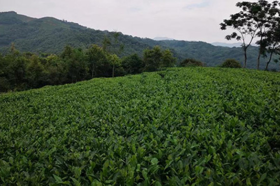 福鼎白茶三大產區