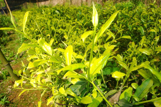 綠茶苗什麼品種好，綠茶苗的品種簡介