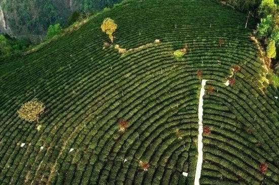 最好的富硒茶是哪里产的，中国两大富硒茶产地