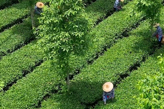 正宗铁观音茶产地是哪里